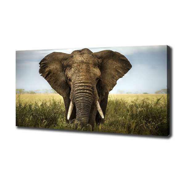 Foto quadro su tela Elefante nella savana