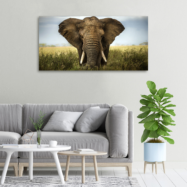 Foto quadro su tela Elefante nella savana