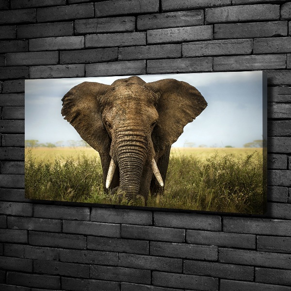 Foto quadro su tela Elefante nella savana