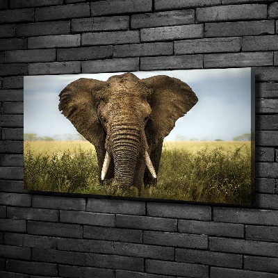 Foto quadro su tela Elefante nella savana