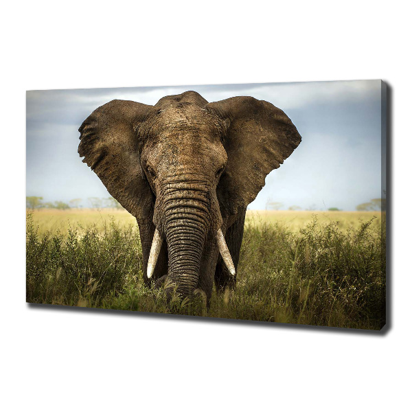 Foto quadro su tela Elefante nella savana
