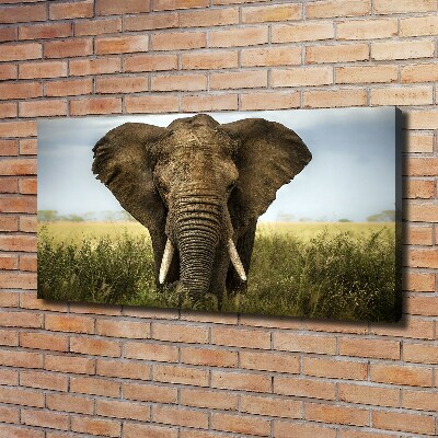 Foto quadro su tela Elefante nella savana