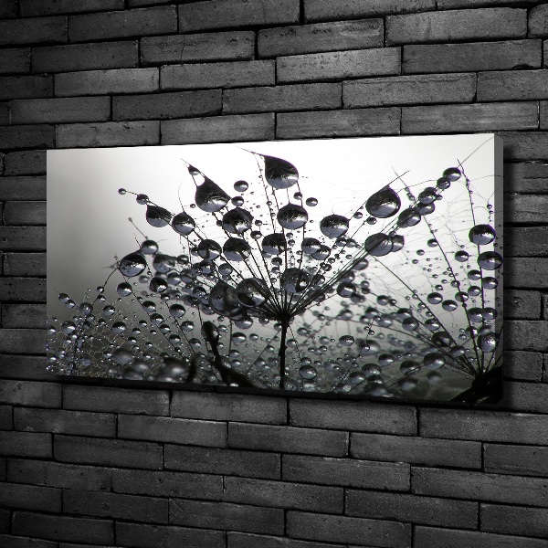 Foto quadro su tela Semi di tarassaco