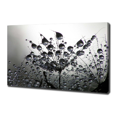 Foto quadro su tela Semi di tarassaco