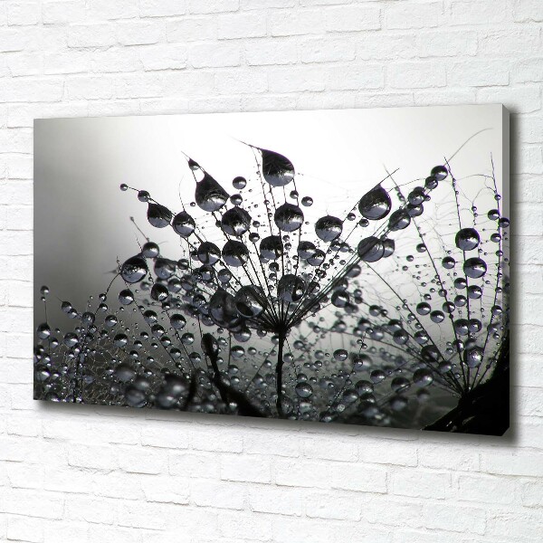 Foto quadro su tela Semi di tarassaco