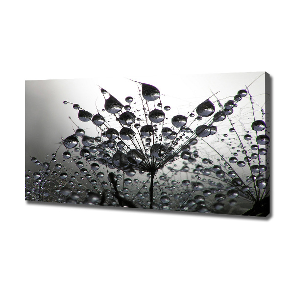 Foto quadro su tela Semi di tarassaco