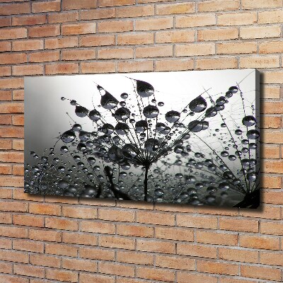 Foto quadro su tela Semi di tarassaco