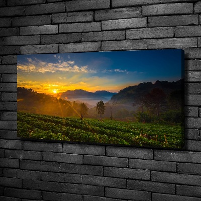 Quadro su tela Piantagione di tè