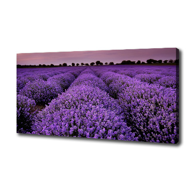 Quadro stampa su tela Campo di lavanda