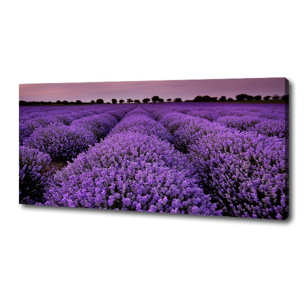 Quadro stampa su tela Campo di lavanda