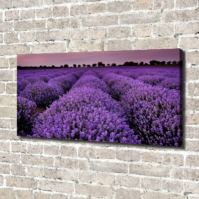 Quadro stampa su tela Campo di lavanda