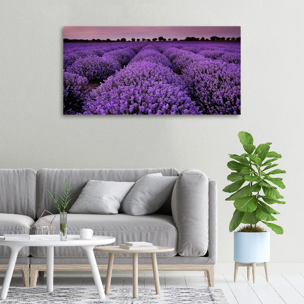 Quadro stampa su tela Campo di lavanda