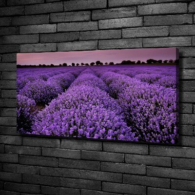 Quadro stampa su tela Campo di lavanda