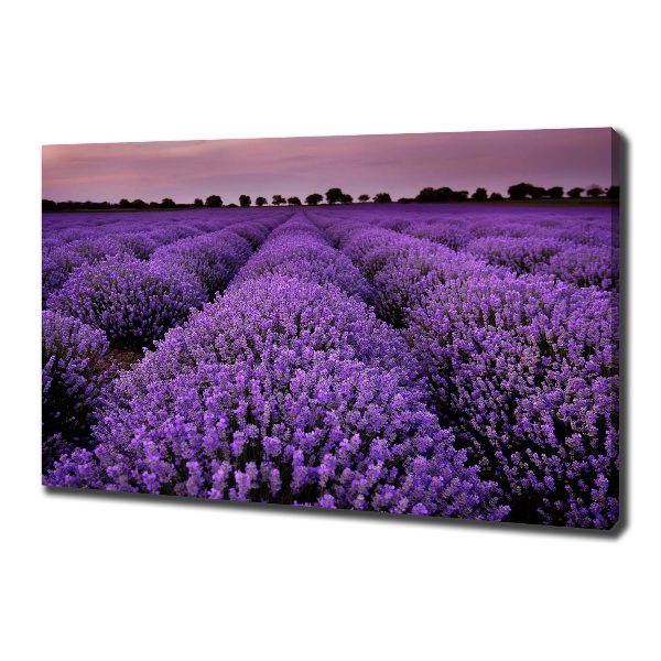 Quadro stampa su tela Campo di lavanda