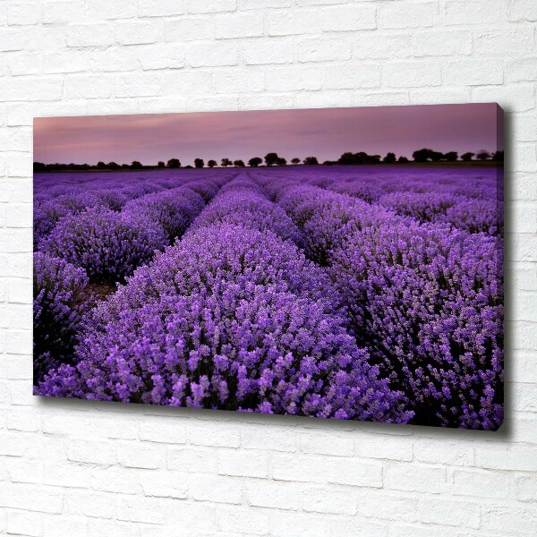 Quadro stampa su tela Campo di lavanda