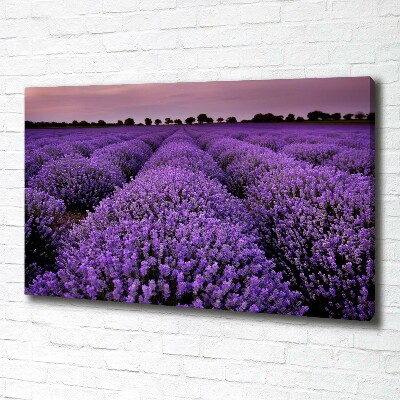 Quadro stampa su tela Campo di lavanda