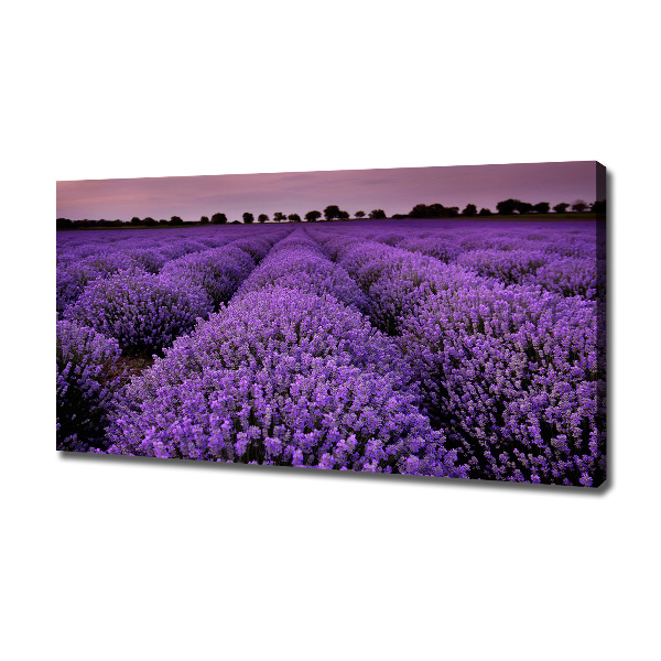 Quadro stampa su tela Campo di lavanda