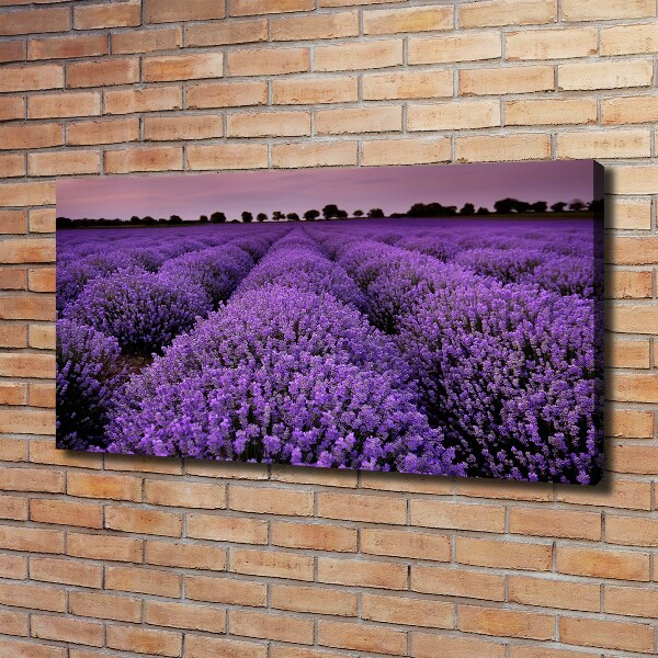 Quadro stampa su tela Campo di lavanda