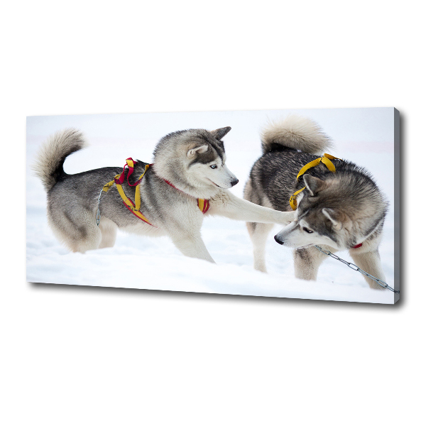 Quadro stampa su tela Husky in inverno