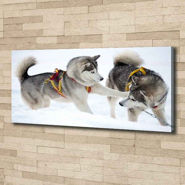 Quadro stampa su tela Husky in inverno