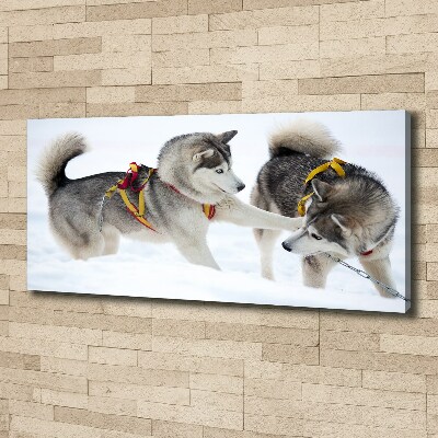Quadro stampa su tela Husky in inverno