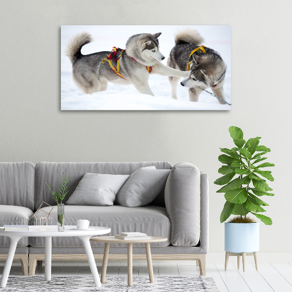 Quadro stampa su tela Husky in inverno
