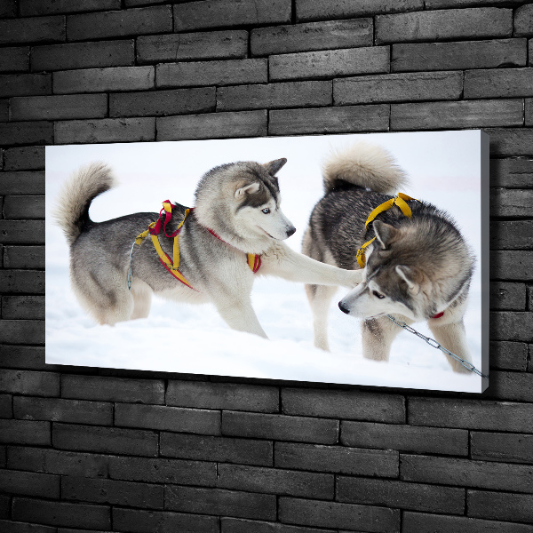 Quadro stampa su tela Husky in inverno