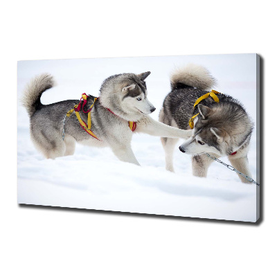 Quadro stampa su tela Husky in inverno