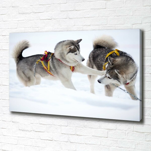 Quadro stampa su tela Husky in inverno
