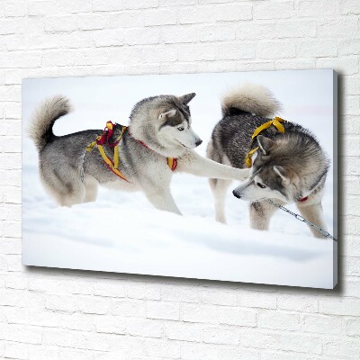 Quadro stampa su tela Husky in inverno