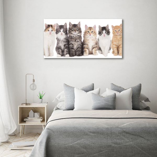 Quadro stampa su tela Sei gatti
