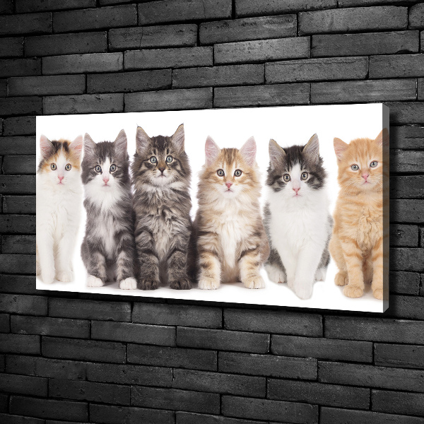 Quadro stampa su tela Sei gatti
