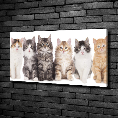 Quadro stampa su tela Sei gatti