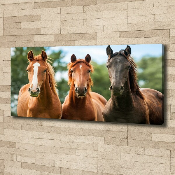 Foto quadro su tela Tre cavalli