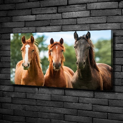 Foto quadro su tela Tre cavalli