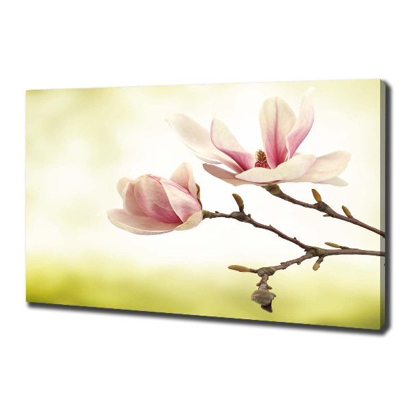 Foto quadro su tela Magnolia