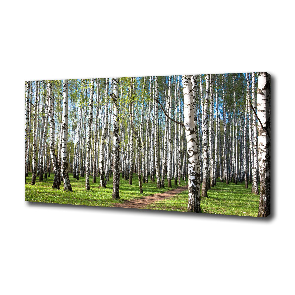 Foto quadro su tela Foresta di betulle
