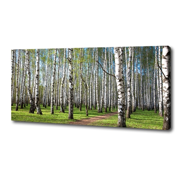 Foto quadro su tela Foresta di betulle