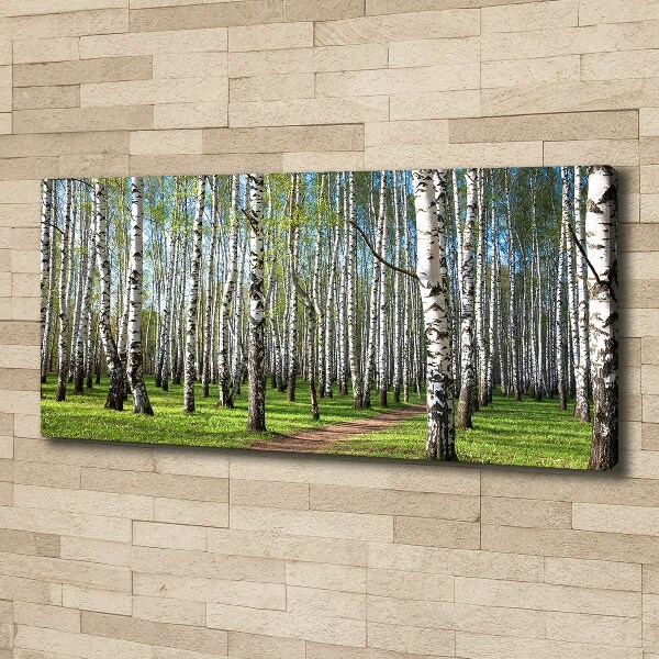 Foto quadro su tela Foresta di betulle