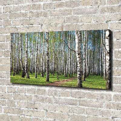 Foto quadro su tela Foresta di betulle