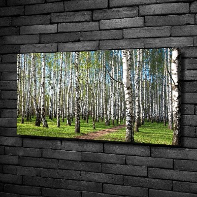 Foto quadro su tela Foresta di betulle
