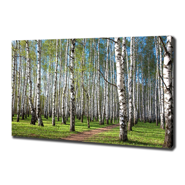 Foto quadro su tela Foresta di betulle