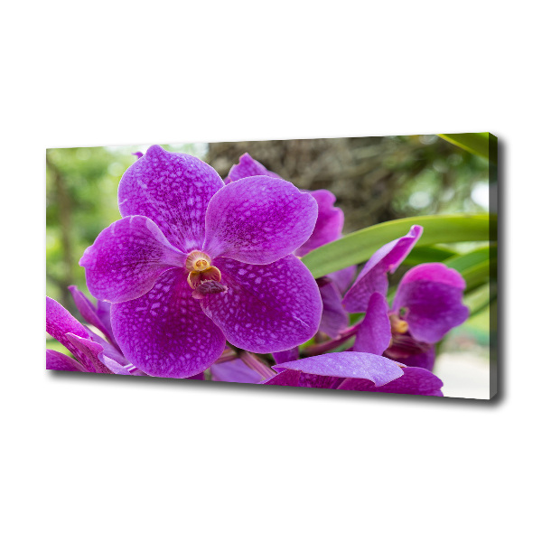 Quadro su tela Orchidea