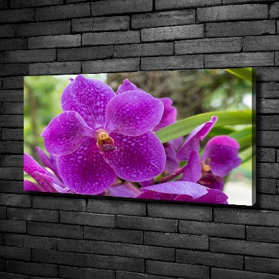 Quadro su tela Orchidea