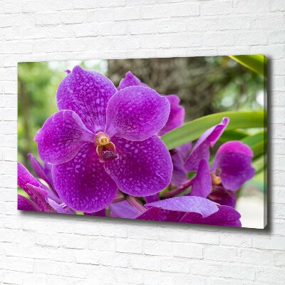 Quadro su tela Orchidea