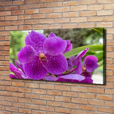 Quadro su tela Orchidea