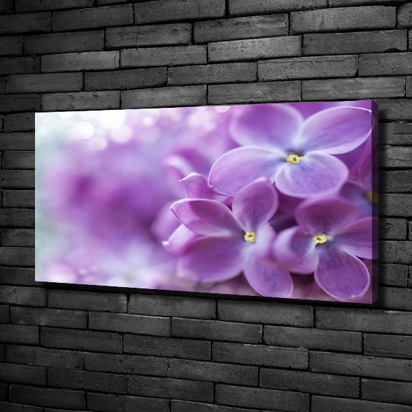 Foto quadro su tela Fiori di lillà