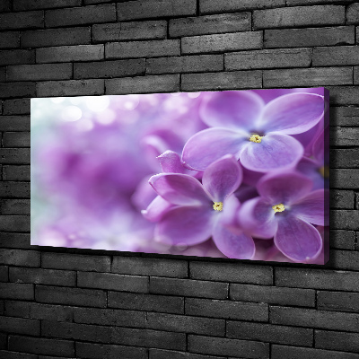 Foto quadro su tela Fiori di lillà