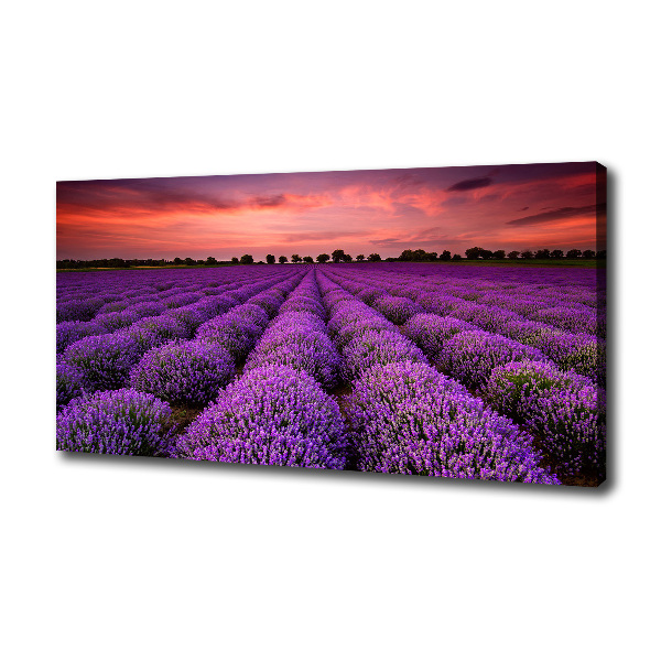 Foto quadro su tela Campo di lavanda