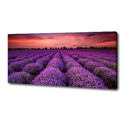 Foto quadro su tela Campo di lavanda